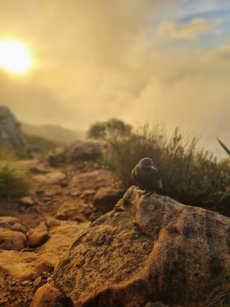 Morning sun breaking through cloud over a rocky mountain path