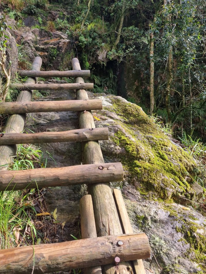 Wooden ladders climbing through green forest beside mossy rock